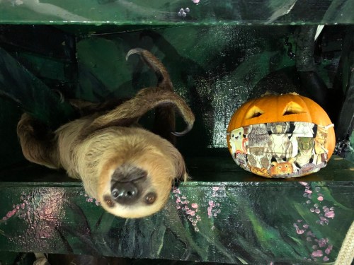 A sloth hanging upside down next to a decorated pumpkin with a smiling face and animal images.