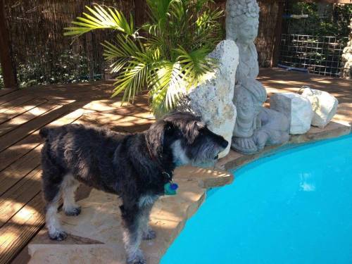 A dog stands by a pool, looking towards the water, with tropical plants and a stone statue in the background.