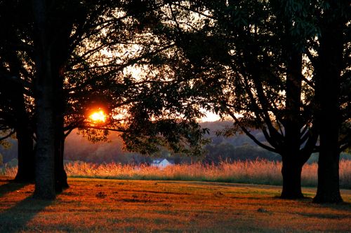Sunset peeking through trees, casting warm light on a grassy field with a distant view of hills.