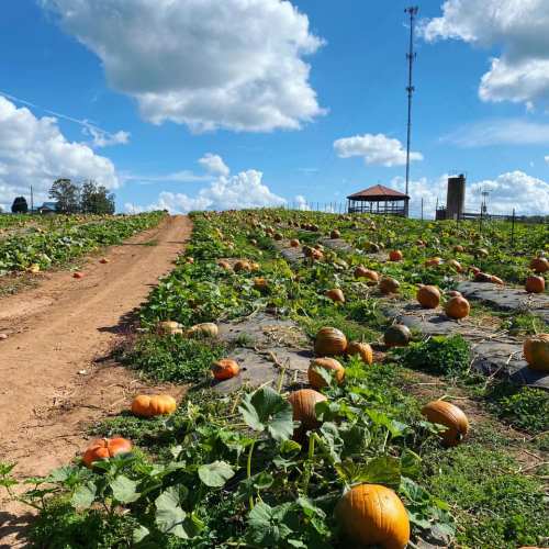 A pumpkin patch with orange pumpkins scattered across a dirt path under a blue sky with fluffy clouds.