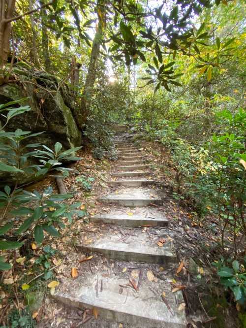 A stone staircase leads through a lush, green forest with trees and foliage on either side.