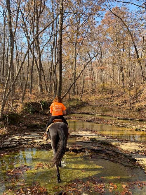A person in an orange shirt rides a horse through a shallow stream in a wooded area with autumn foliage.