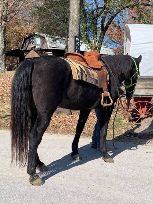 A black horse with a saddle stands beside a person in a rural setting with autumn foliage.