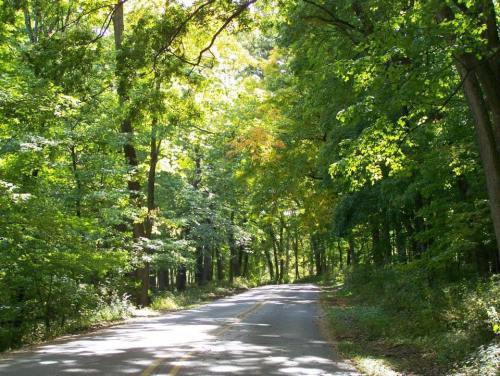 A serene, tree-lined road surrounded by lush green foliage and dappled sunlight.