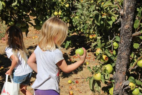 Two children picking apples in an orchard, one holding a green apple while the other walks away.