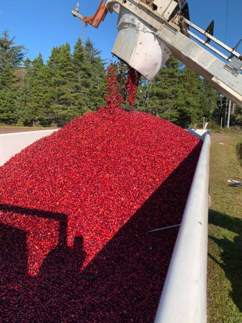 A large pile of freshly harvested cranberries being dumped from a machine into a container, surrounded by trees.