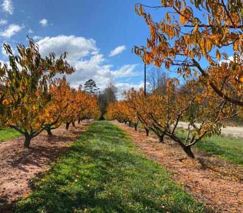 A row of trees with orange leaves under a blue sky, creating a scenic path through an orchard.