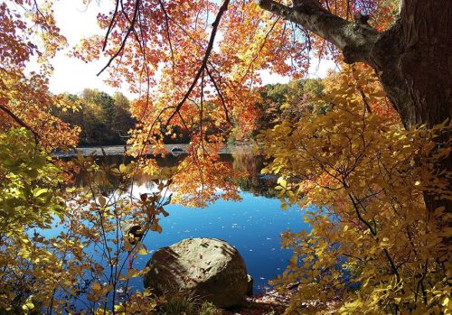 A serene lake surrounded by vibrant autumn foliage in shades of orange and yellow, reflecting the clear blue sky.