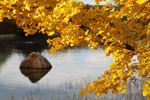 A close-up of vibrant yellow leaves over a calm lake with a large rock reflected in the water.