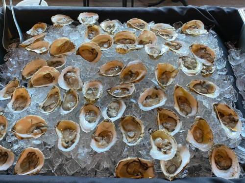 A tray filled with fresh oysters on ice, showcasing their open shells and glistening meat.