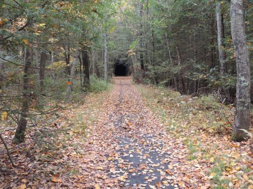 A forest path covered in fallen leaves leads to a dark tunnel surrounded by trees.