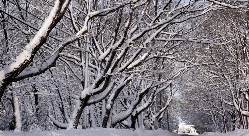 A snowy landscape with bare trees covered in snow, creating a serene winter scene along a path.