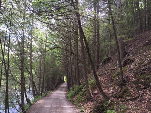 A serene forest path lined with tall trees, leading alongside a calm body of water. Sunlight filters through the leaves.