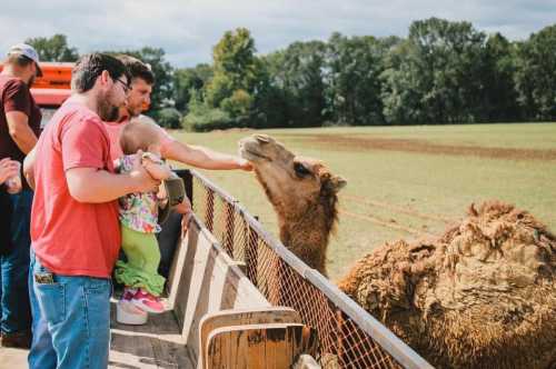 A group of people interacts with a camel at a farm, with a child reaching out to pet the animal.