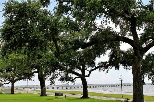 A scenic view of a park with large trees, a bench, and a pier extending over a calm body of water.
