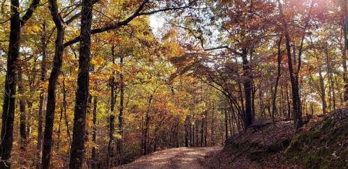 A winding dirt path through a forest with vibrant autumn foliage and sunlight filtering through the trees.