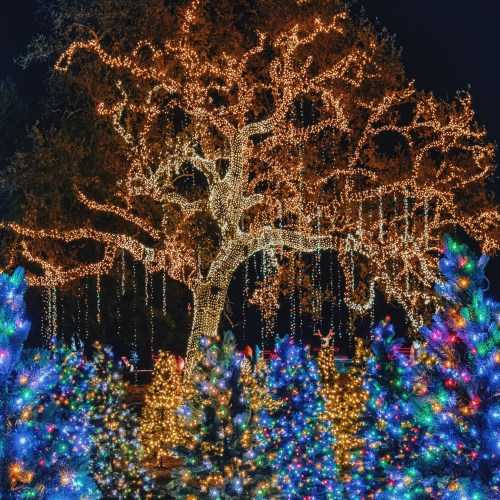 A beautifully lit tree adorned with string lights, surrounded by colorful, illuminated Christmas trees at night.