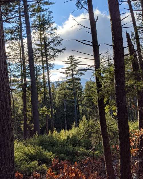 A serene forest scene with tall trees, green underbrush, and a bright sky peeking through the branches.