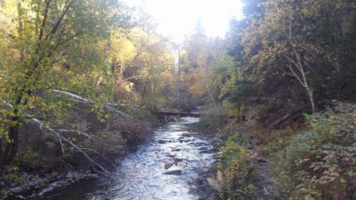 A serene creek flows through a forest with vibrant autumn foliage and a wooden bridge in the background.