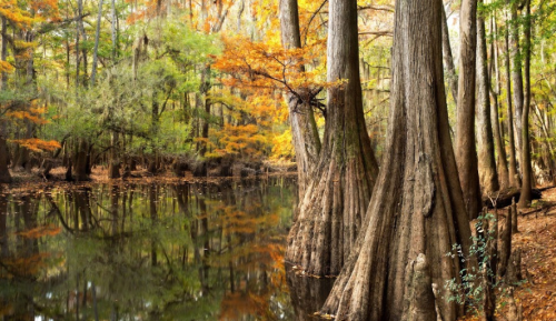 A serene swamp scene with cypress trees and vibrant autumn foliage reflected in calm water.