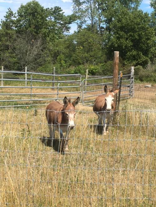 Two brown donkeys stand in a grassy field near a fence, surrounded by trees and a clear blue sky.