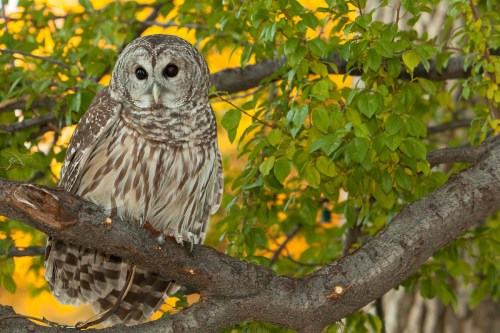 A barred owl perched on a tree branch, surrounded by vibrant green and yellow leaves.