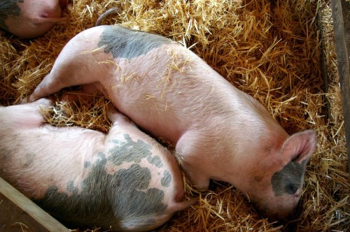 Two pigs resting on straw in a barn, with one lying on its side and the other curled up nearby.