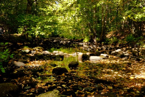 A serene forest scene with a calm stream, surrounded by lush greenery and scattered rocks, reflecting autumn leaves.