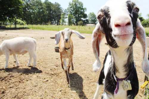 Three goats in a sunny field, with one goat in the foreground looking directly at the camera.