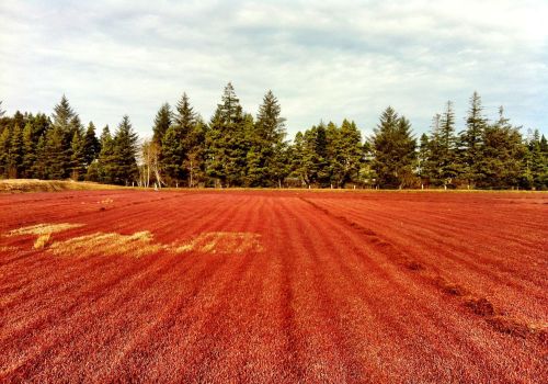 A vibrant red cranberry field stretches out under a cloudy sky, bordered by tall green trees in the background.