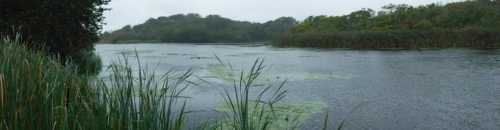 A serene wetland scene with calm water, lush greenery, and distant trees under a cloudy sky.