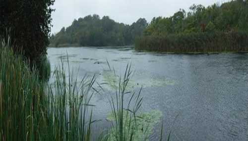 A serene wetland scene with calm water, lush greenery, and distant trees under a cloudy sky.