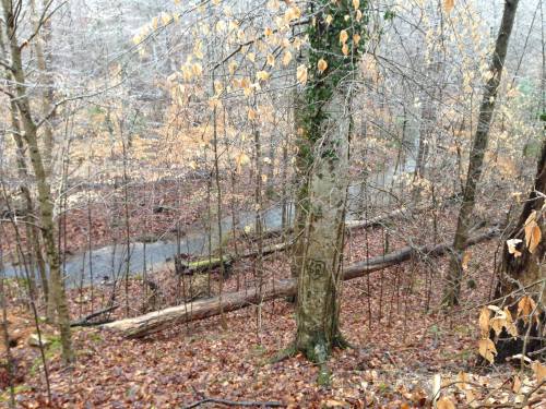 A serene forest scene with bare trees, fallen leaves, and a winding stream in the background.
