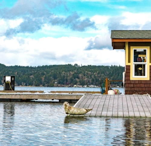 A seal rests on a dock near a small building by the water, with trees and clouds in the background.