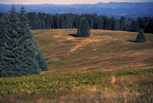 A serene landscape featuring rolling hills, green grass, and coniferous trees under a clear blue sky.