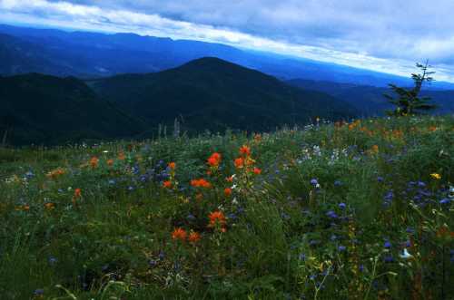 A vibrant meadow filled with colorful wildflowers, set against a backdrop of rolling green mountains under a cloudy sky.