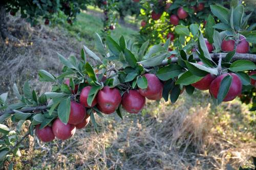 A branch laden with ripe red apples surrounded by green leaves in an orchard.