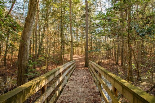 A wooden bridge leads through a serene forest with trees and fallen leaves, inviting exploration.
