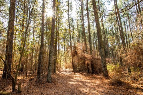 A sunlit forest path surrounded by tall trees and scattered pine needles on the ground.