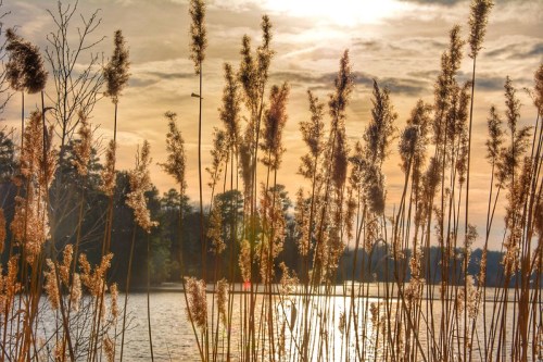 Tall grasses silhouetted against a sunset over a calm lake, with soft clouds in the sky.