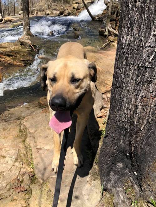 A dog stands by a flowing stream, panting with its tongue out, next to a tree in a natural outdoor setting.
