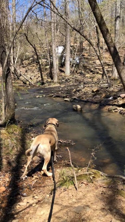 A dog stands by a flowing stream surrounded by trees and rocks, looking intently at the water.