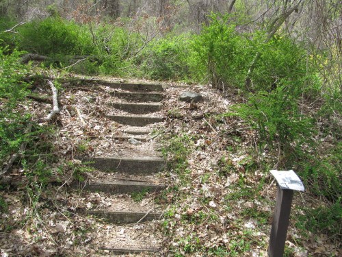 A set of stone steps leads up through a wooded area, surrounded by greenery and fallen leaves.
