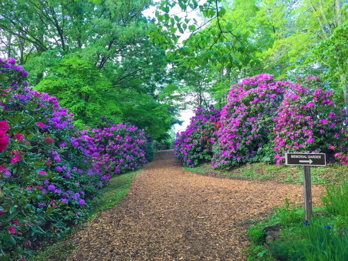 A scenic path through a vibrant garden filled with blooming pink and purple flowers, surrounded by lush greenery.