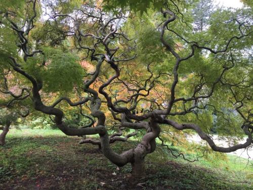 A twisted, gnarled tree with vibrant green and orange leaves in a lush garden setting.