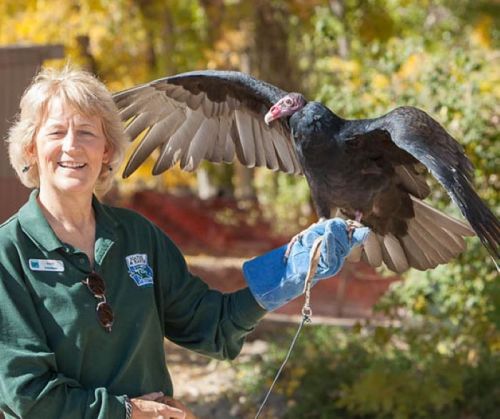 A woman in a green shirt holds a turkey vulture with outstretched wings in a natural setting.