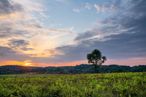 A serene landscape at sunset, featuring a lone tree in a green field with colorful clouds in the sky.