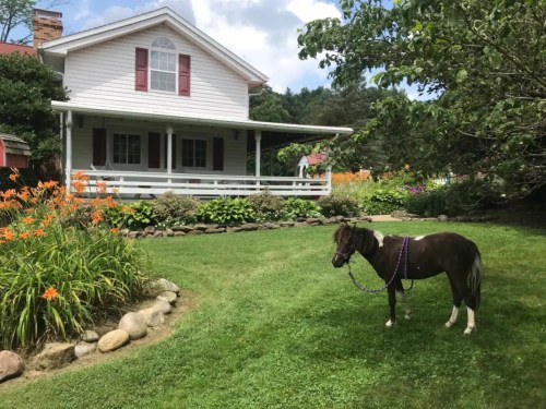 A small pony stands on green grass in front of a white house with a porch and colorful flowers in the garden.