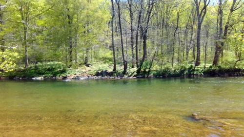 A serene river flows through a lush green forest, with trees reflecting in the clear water.