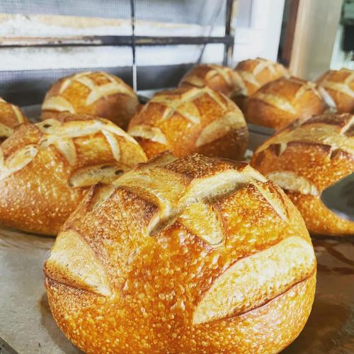 Freshly baked round loaves of bread with golden crusts, arranged on a baking tray.